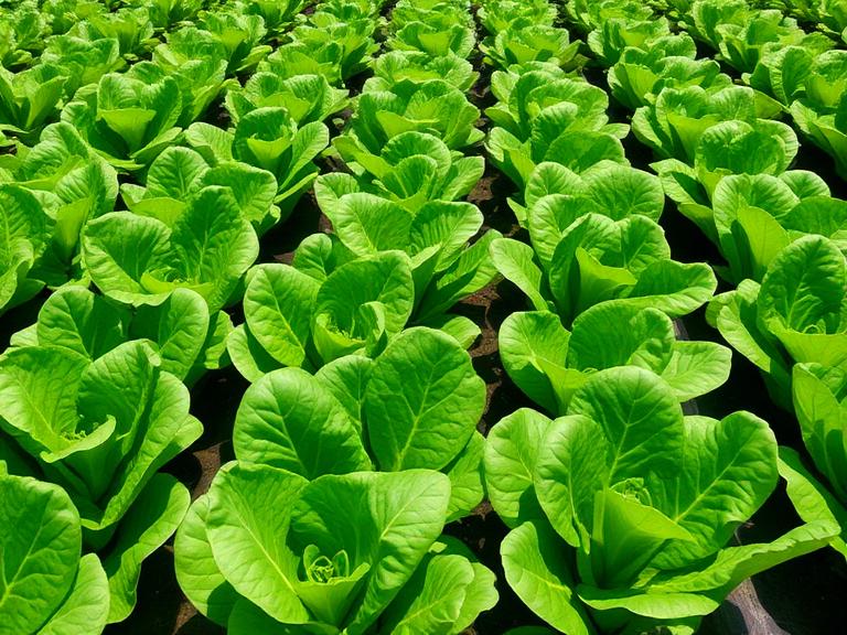 Agriculture
